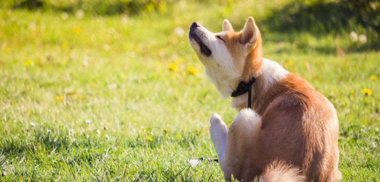 Können Milben für Hunde gefährlich sein? Tier Gut