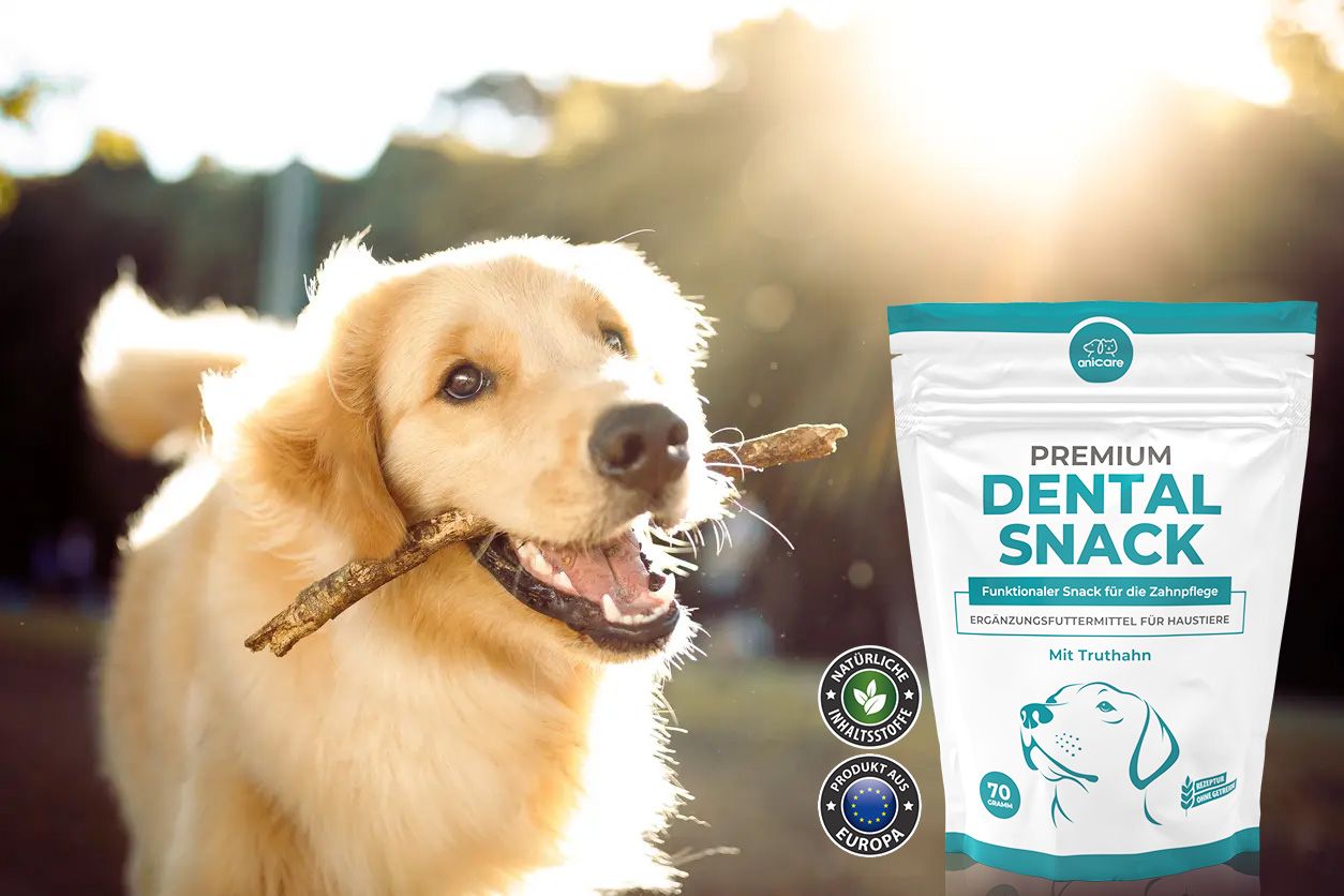 Hunde mit Stock im Maul neben ihm ist eine Packung Premium Dental Snack von Anicare