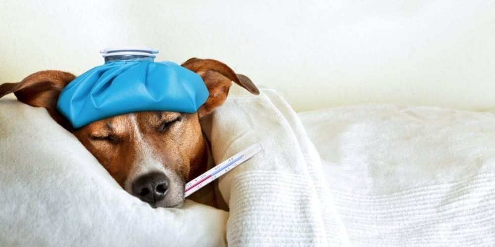 Hund liegt krank im Bett mit Fieberthermometer und Eissack auf dem Kopf
