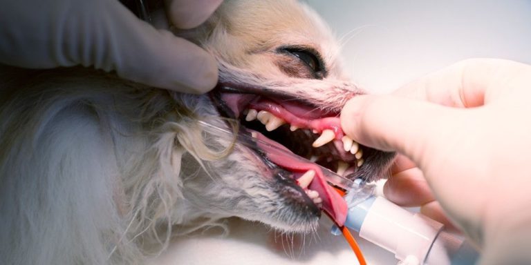 Was tun bei Zahnstein und üblem Mundgeruch beim Hund?