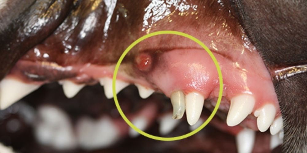Geöffnetes Hundemaul mit eingekreister Zahnfehlstellung - zwei Zähne wachsen zu dicht aneinander, einer stirbt ab