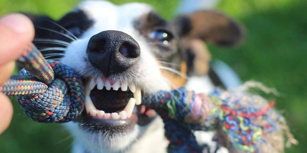 Was tun bei Zahnstein und üblem Mundgeruch beim Hund?