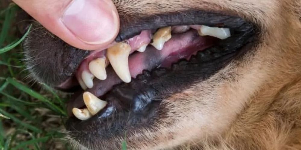 Daumen öffnet Hundemaul und zeigt auf den Zahnstein beim Hund