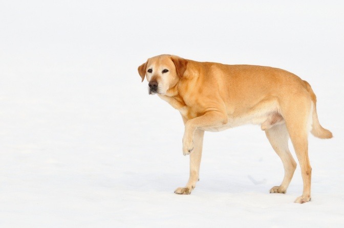 Hund steht mit Bewegungseinschränkung - Grünlippmuschel für Hunde 