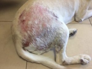 Hund mit Milbenbefall liegt auf dem Boden mit starkem Befall - Räudemilbe bei Hunden