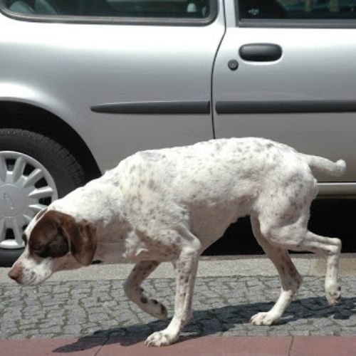 Hund mit Gelenkbeschwerden